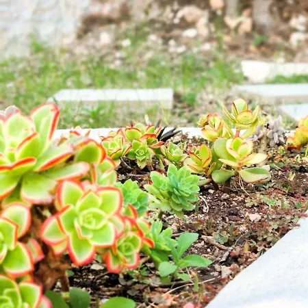 Chrisanthi's Mougkelatika